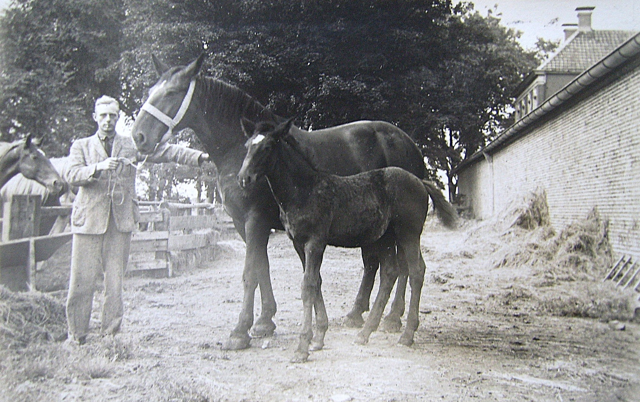 Foto: Jan P. Koers, Scheemda. 